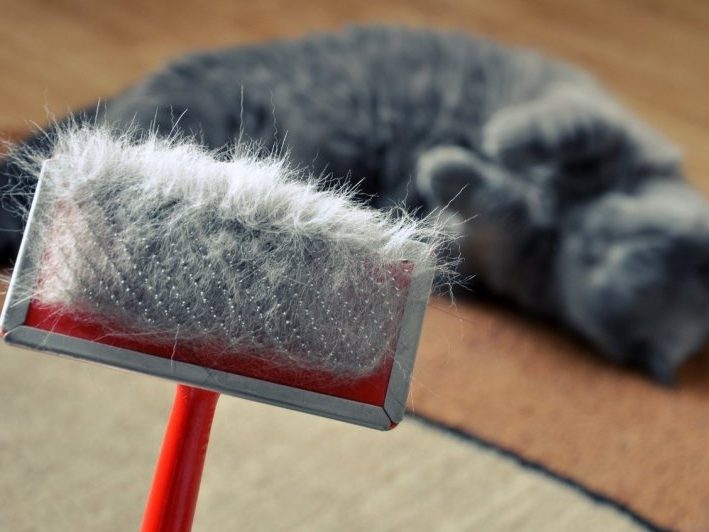 Pourquoi nos compagnons à quatre pattes perdent-ils autant leurs poils ?