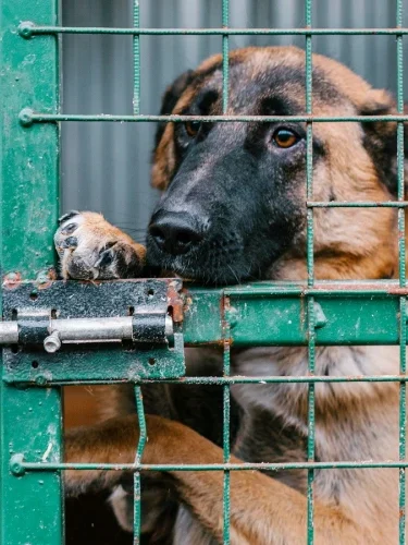 Les chiens de refuge sont-ils des chiens à problèmes?